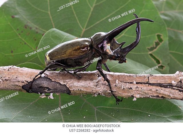 Horned beetle. Image take at Siah Beach Resort, Sarawak, Malaysia