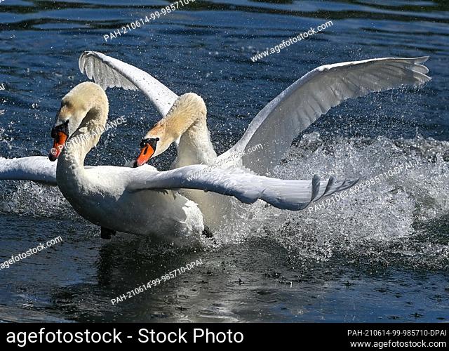 14 June 2021, Brandenburg, Bad Saarow: Two mute swans fight over the territory on the water of the Scharmützelsee in the Oder-Spree district