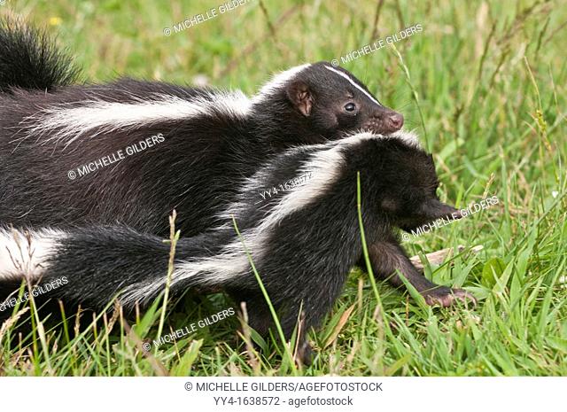 Striped skunk female with young, Mephitis mephitis, Minnesota, USA
