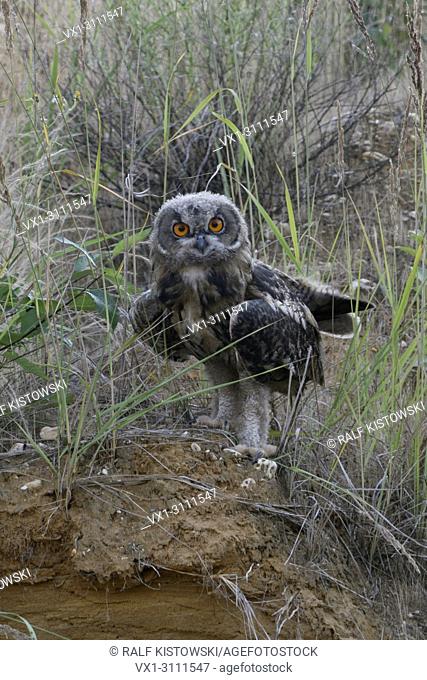 Eurasian Eagle Owl / Europaeischer Uhu ( Bubo bubo ), young, moulting plumage, fledged, perched on the scarp of a sand pit, looks funny, wildlife, Europe