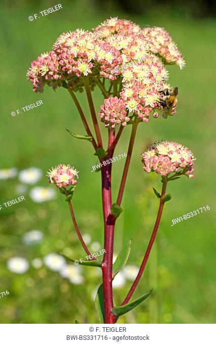 Orpine, Livelong, Frog's-stomach, Harping Johnny, Life-everlasting, Live-forever, Midsummer-men, Orphan John, Witch's Moneybags (Hylotelephium telephium