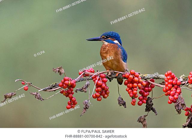 Common Kingfisher (Alcedo atthis) adult male, perched with Black Bryony (Tamus communis), berries, Suffolk, England, UK, October