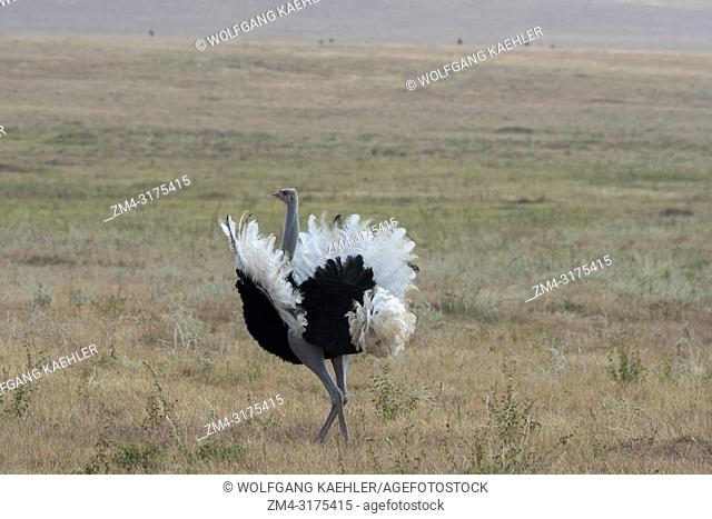 A male Somali ostrich (Struthio molybdophanes) performing the breeding behavior to attract a female in the grasslands of the Lewa Wildlife Conservancy in Kenya