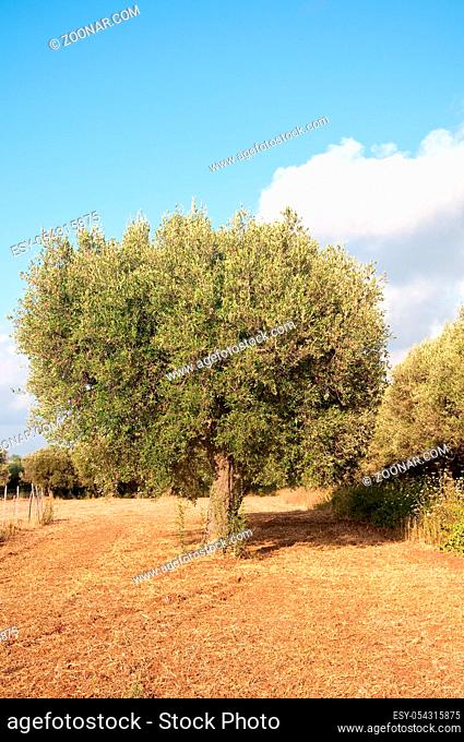 beautiful olive trees in Calabria in southern Italy, nature