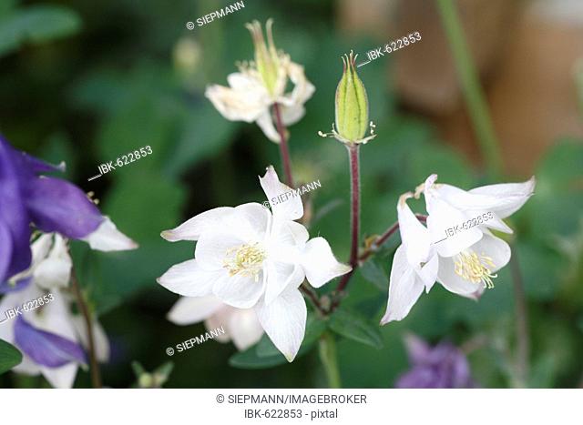 Columbine, Aquilegia vulgaris, garden plant, Germany