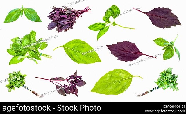 various leaves and twigs of basil plants isolated on white background