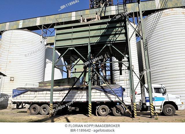 Loading a truck with soy or maize, Uberlandia, Minas Gerais, Brazil, South America