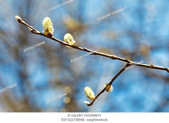 blossoming branch of pussy willow tree