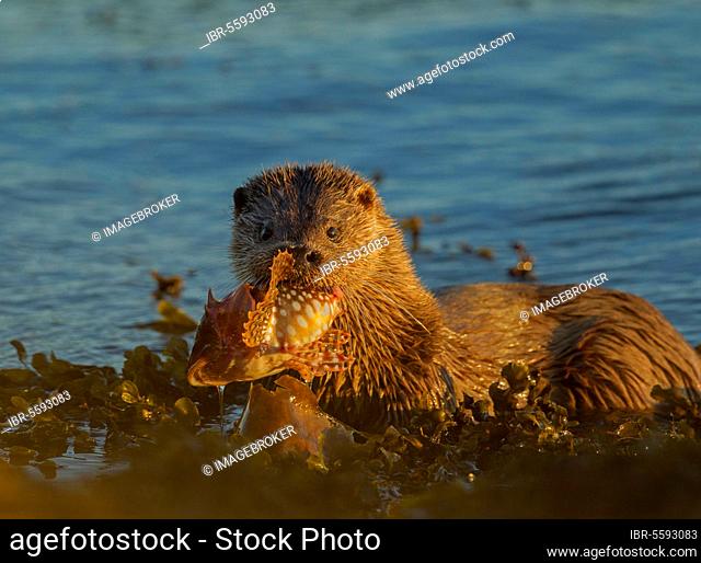 European Otter (Lutra lutra) adult female, feeding on Father Lasher (Myoxocephalus scorpius) in sea, Isle of Mull, Inner Hebrides, Scotland, United Kingdom