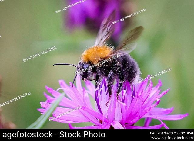 04 July 2023, Hamburg: A wild bee sits on a flower in a wildflower meadow at Billstedt station. The wild bee-friendly planting at four Hamburg subway and S-Bahn...