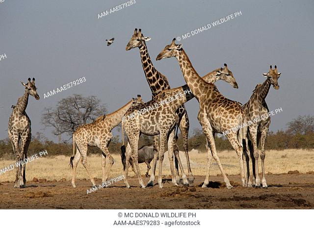 South African Giraffe, Giraffa camelopardalis giraffa, Savute Marsh, Botswana, Africa
