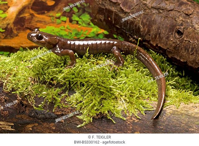 Northwestern salamander (Ambystoma gracile), on mossy bark