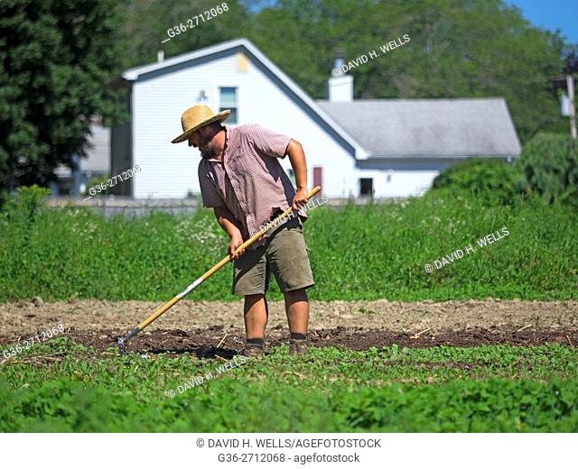 Small-scale farmer hoeing soil on an artisanal organic farm in Johnston, Rhode Island, USA