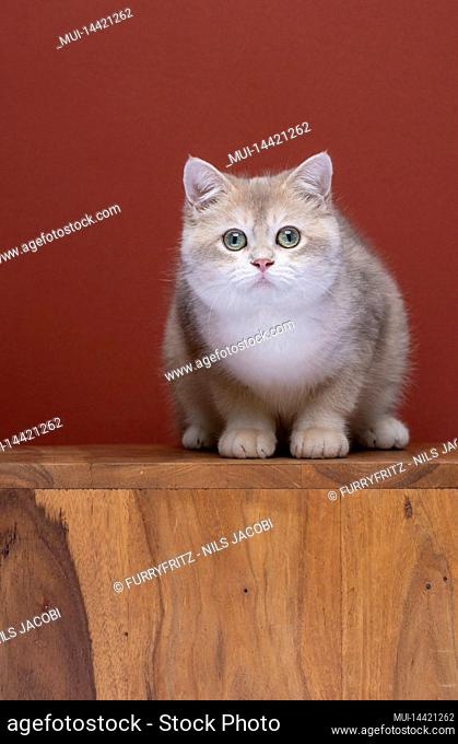 cute british shorthair kitten looking at camera curiously with copy space