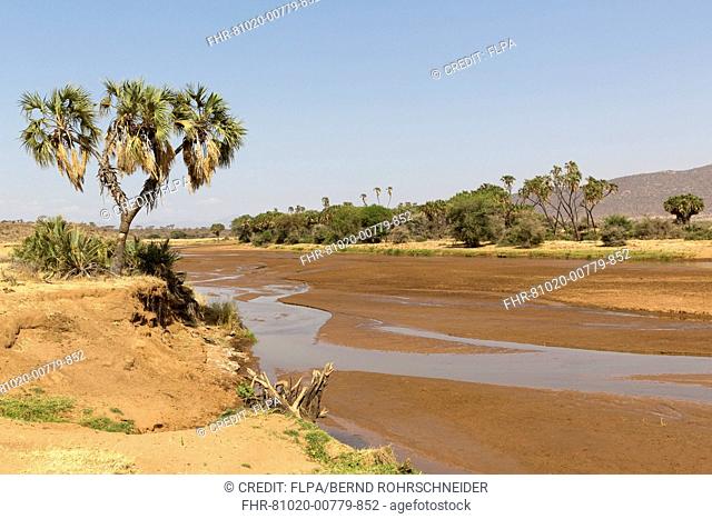 View of nearly dried-up river in semi-desert dry savannah habitat, with Doum Palm (Hyphaene thebaica) growing on riverbanks, Ewaso Ng'iro River