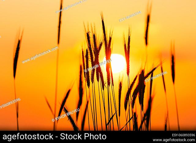 Summer Sun Shining Through Young Yellow Wheat Sprouts. Wheat Field In Sunset Sunrise Sun. Close up
