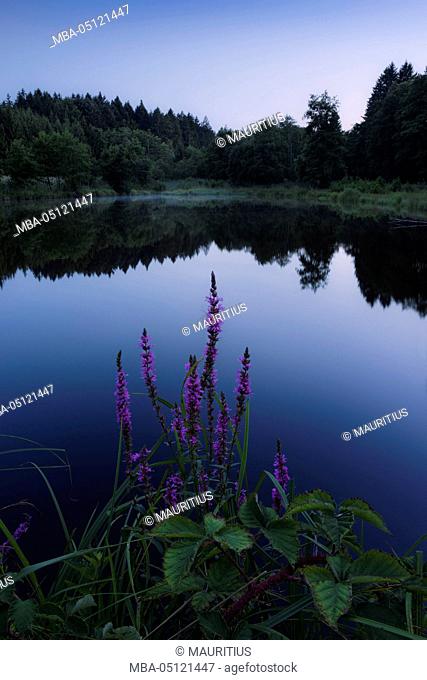 Germany, Bavaria, lake, Augsburg Western Woods Nature Park, evening, blue, summer, mood, hour, panorama, shrubs, spiked loosestrife, marsh