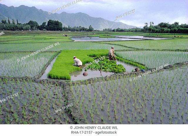 Paddy Fields, farmers planting rice, Kashmir, India
