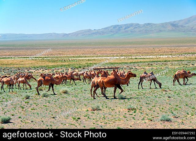 Herd of bactrian camels in mongolian stone desert. Western Mongolia
