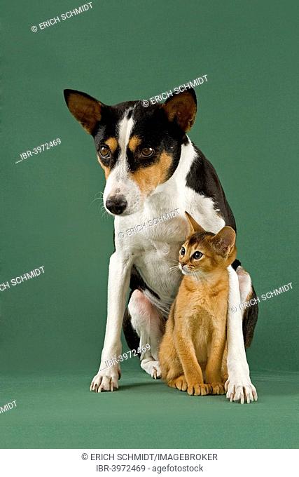 Abyssinian cat, 10 weeks, ruddy, protected by a Basenji, 11 years old, tricolour