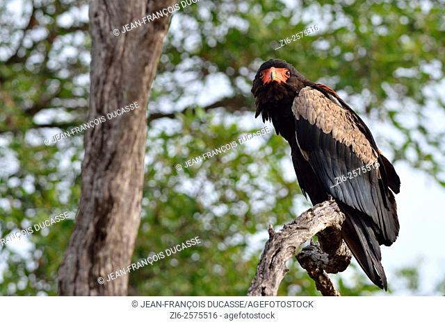 Bateleur eagle (Terathopius ecaudatus), perched on tree, looking far ahead, Kruger National Park, South Africa, Africa