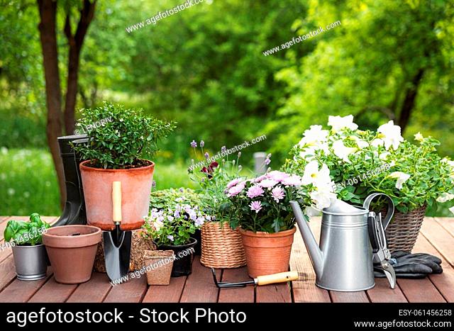 Different potted blooming flowers and herbs, gardening equipment, instruments and tools on green garden trees background