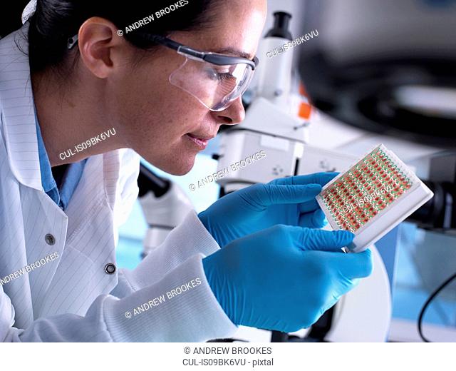 Scientist viewing a multi well plate containing blood samples for screening