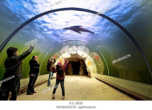 Australian fur seal (Arctocephalus pusillus dorifer), young visitors of an aquarium watching, picturing and filming a seal in the glass tunnel