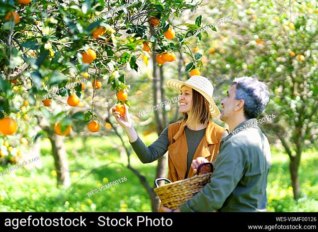 Couple picking organic oranges from a tree in the countryside