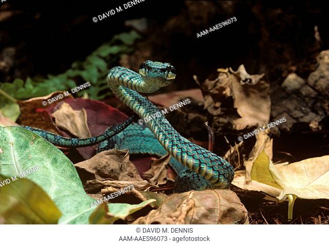 Sri Lankan Green Pit Viper (Trimeresurus trignocephalus), Sri Lanka