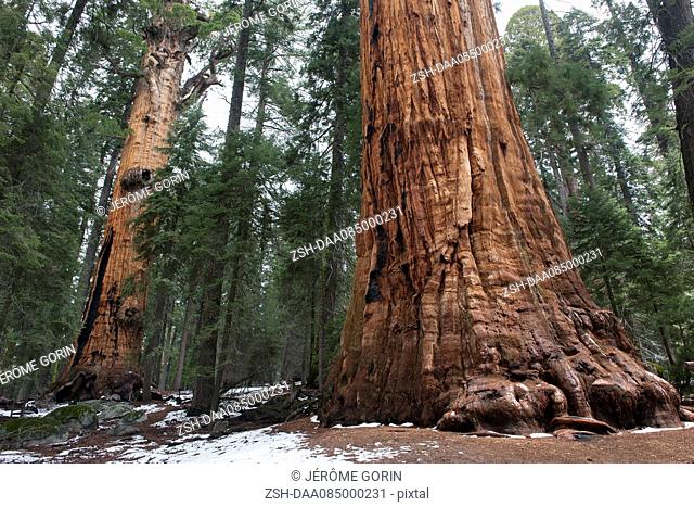 Giant sequoias, Sequoia and Kings Canyon National Parks, California, USA
