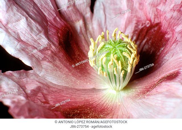 Opium Poppy (Papaver somniferum) flower detail