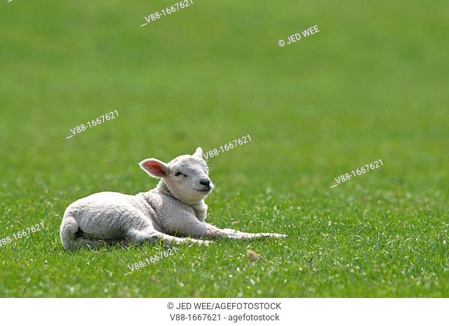 A young lamb lying on the grass, domestic sheep, Ovis aries in a field in North Yorkshire, England