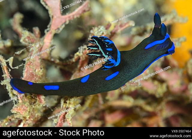 sea slug or nudibranch, Tambja morosa, Lembeh Strait, North Sulawesi, Indonesia, Pacific