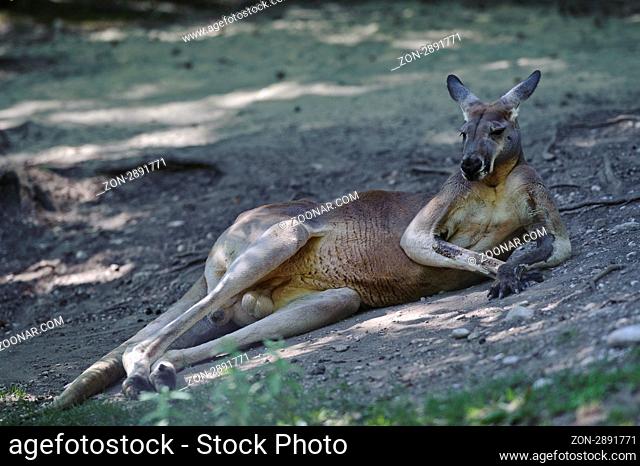 Rotes Riesenkaenguru, (Macropus rufus), Säugetier | Red Kangaroo (Macropus rufus), Mammal