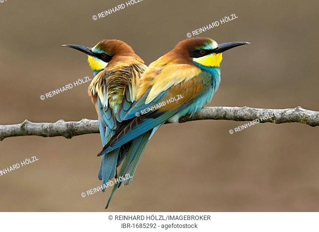 Bee-eaters (Merops apiaster), Pinkafeld, Burgenland, Austria, Europe