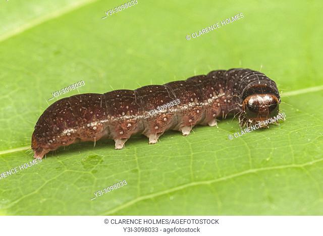 Straight-toothed Sallow (Eupsilia vinulenta) caterpillar