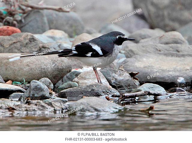Slaty-backed Forktail Enicurus schistaceus adult, standing on stone at edge of water, Sattal, Uttarakhand, India, february