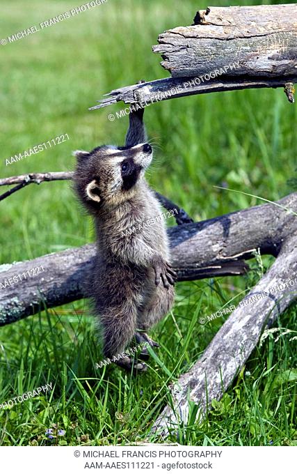 Common Raccoon (Procyon lotor), young hanging by one hand during spring, Sandstone, Minnesota, USA