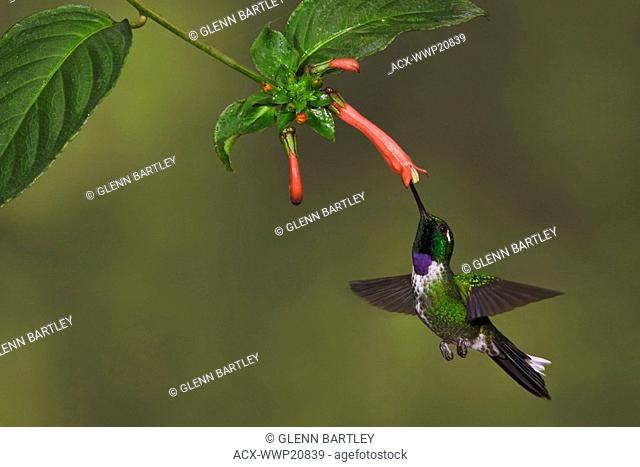 A Purple-bibbed Whitetip Urosticte benjamini feeding at a flower while flying in the Tandayapa Valley of Ecuador