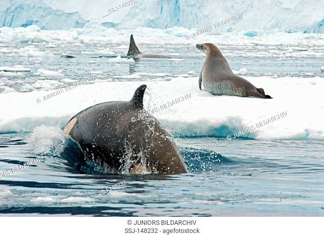Crabeater seal on ice floe next to orcas