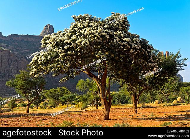 Baum in Blüte, Hawzien Plateau, Gheralta Bergmassiv, bei Hawzien, Tigray, Äthiopien / Tree in bloom, Hawzien Plateau, Gheralta massif, at Hawzien, Tigray