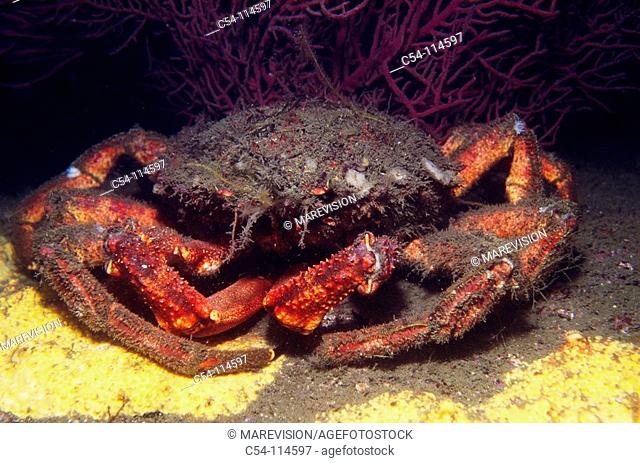 Great Spider Crab (Maja squinado). Galicia, Spain
