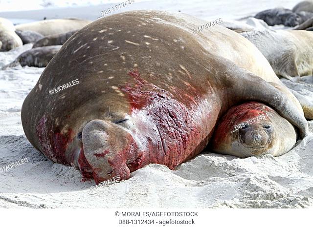 Falkland Islands , Sea LIon island , Southern Elephant Seal  Mirounga leonina
