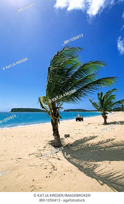 Beach with palm trees, Sun Bay Beach, Vieques Island, Puerto Rico, Caribbean