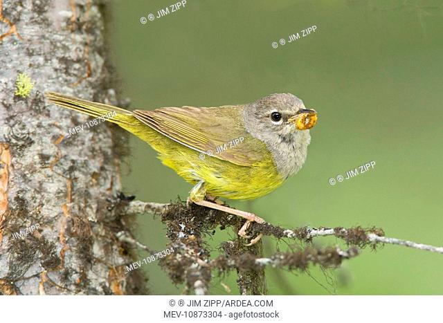 MacGillivray's Warbler, Adult female. (Oporornis tolmiei.). Washington in July, USA
