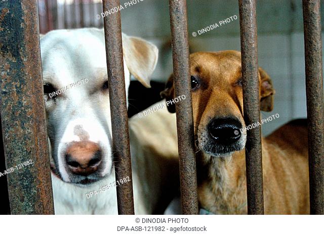 Welfare of Stray dogs ; a Bombay based NGO takes care of stray dogs in the city at Mahalaxmi ; Bombay now Mumbai ; Maharashtra ; India