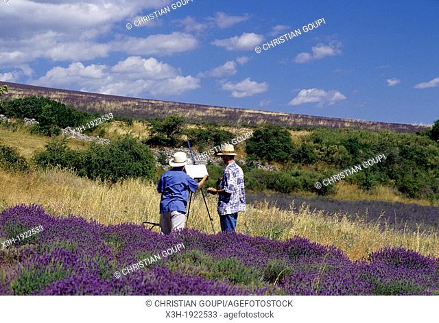 painters in lavender field around Ferrassieres, Drome department, region of Rhone-Alpes, France, Europe