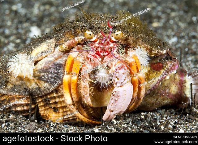 Anemone Hermit Crab, Dardanus pedunculatus, Komodo National Park, Indonesia