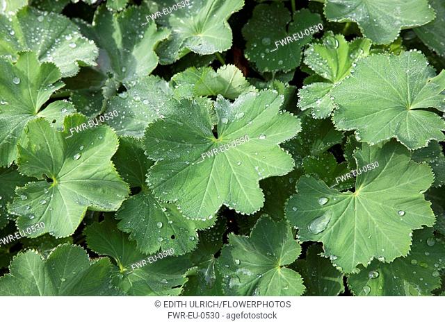 Ladys mantle, Alchemilla mollis with rain drops collecting on leaves